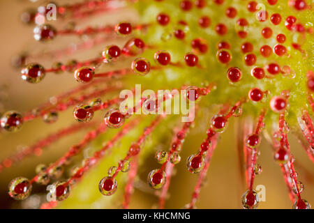 Drosera rotundifolia - der Umlauf-leaved Sonnentau oder gemeinsamen Sonnentau in Dubravica, Kroatien Stockfoto