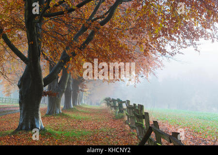 Herbst Buche in der Earlly morgen Nebel in die Landschaft von Cotswold. Oxfordshire, England Stockfoto