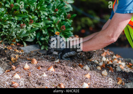 Gärtner des City Park in einer Warnweste und Handschuhe landete Tulpenzwiebeln in die Erde und die Erde angebaut Stockfoto