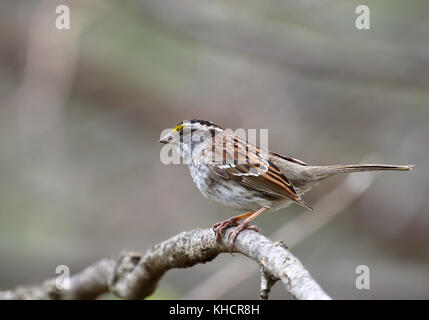 White-throated Sparrow, Zonotrichia albicollis, auf einem Baum gehockt Stockfoto