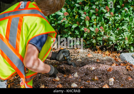 Gärtner des City Park in einer Warnweste und Handschuhe landete Tulpenzwiebeln in die Erde und die Erde angebaut Stockfoto