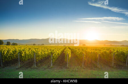 Bolgheri und Castagneto Weinberge sunrise Hintergrundbeleuchtung am Morgen. der Maremma Toskana, Italien, Europa. Stockfoto