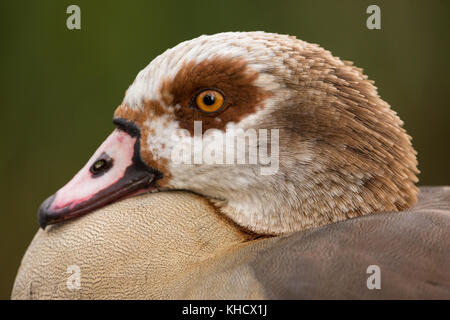 Nilgans an der London Wetland Centre Stockfoto