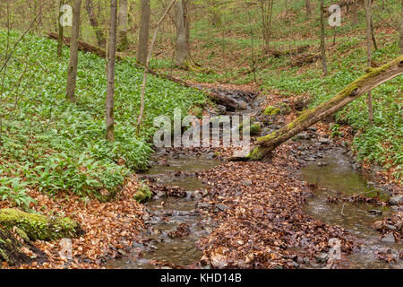 Weicht der bode bin Harzer Hexen-Stieg Stockfoto