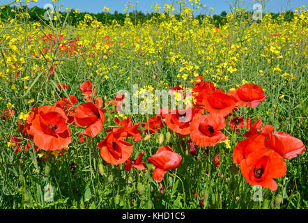 Wilde rote Mohnblumen wachsen in einem Feld von Raps im Mai in Friaul Julisch Venetien, North East Italien Stockfoto