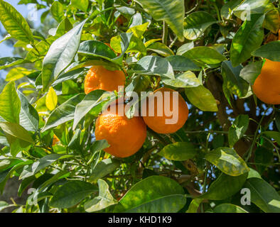 Orangen auf einem Citrus tree hautnah. Stockfoto