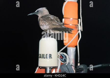 Eine braune noddy Anhängevorrichtungen Aufzug, sitzen auf dem Sat-Antenne von einem Boot segeln in den Südatlantik in der Nacht. Stockfoto