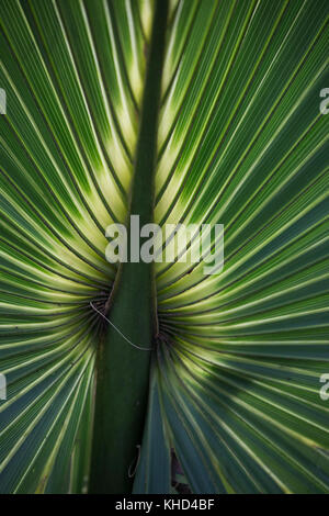 Die Unterseite eines Palm frawn Zweig mit Licht von hinten Stockfoto