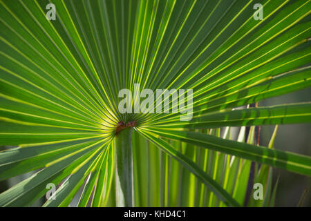 Die Unterseite eines Palm frawn Zweig mit Licht von hinten Stockfoto