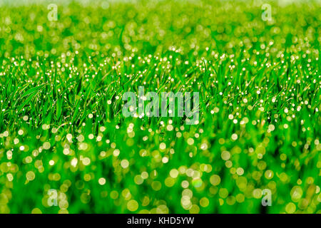 Gräser mit Tautropfen Stockfoto