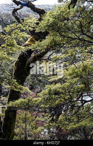 Tongariro National Park, Neuseeland. Wald am Hang des Mount Ruapehu Stockfoto