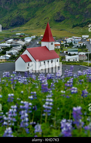 Reyniskirja Kirche und Wildblumen Lupine (Lupinus arcticus), Vik, Island Stockfoto