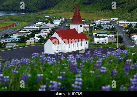 Reyniskirja Kirche und Wildblumen Lupine (Lupinus arcticus), Vik, Island Stockfoto