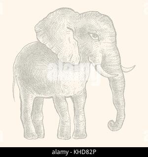 Elefant. Vector Illustration Stock Vektor