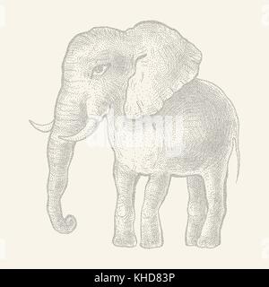 Elefant. Vector Illustration Stock Vektor