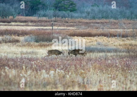 Zwei Hirsche Kraftprobe im Herbst Felder der grossen Wiesen während der brunft am Shenandoah National Park. Stockfoto