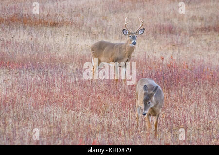 Zwei whitetail Deer in dem Gebiet der Großen Wiesen, ein Buck hinter einem doe am Shenandoah National Park, Virginia folgt. Stockfoto