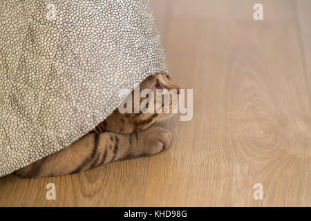Cat spielt unter der Decke Stockfoto