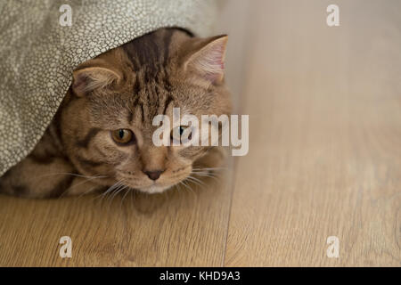 Cat spielt unter der Decke Stockfoto