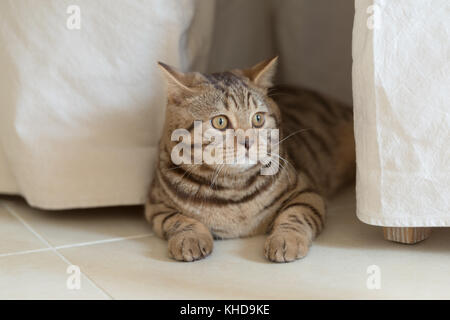 Nahaufnahme eines männlichen Britisch Kurzhaar Katze Stockfoto