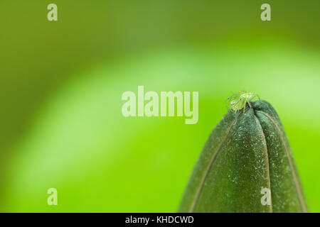 Green Spider mit Lotus verschwommen oder Soft Focus Blur, Spinne auf einem Lotusblatt unscharfen Hintergrund, close-up Green Spider auf einem Lotus Stockfoto