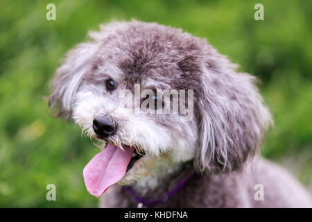 Schnoodle Kopf schoss. Stockfoto