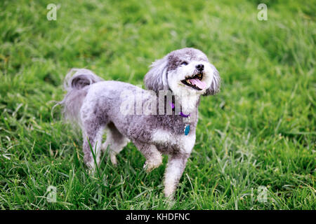 Schnoodle spielen in einem Hund Park. Stockfoto
