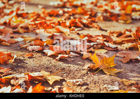 Herbst Hintergrund mit gelben Blättern und kopieren Sie Raum, Herbst Stockfoto
