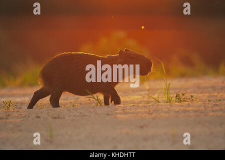 Capibara-pfad begehen bei Sonnenuntergang Stockfoto