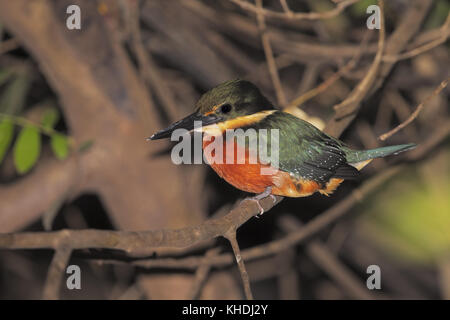 Grün-und-rauer Eisvogel Stockfoto