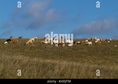 KKuhherde Auf der Wiese Stockfoto