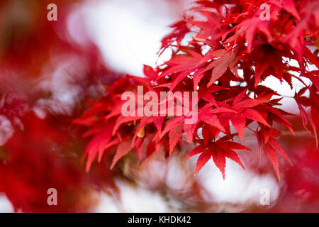 Herbstlaub auf dem Gipfel des Berges Takao. Kredit: Yuichiro Tashiro Stockfoto