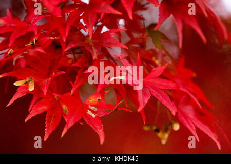 Herbstlaub auf dem Gipfel des Berges Takao. Kredit: Yuichiro Tashiro Stockfoto