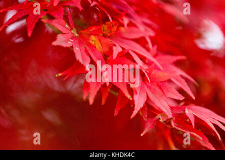 Herbstlaub auf dem Gipfel des Berges Takao. Kredit: Yuichiro Tashiro Stockfoto