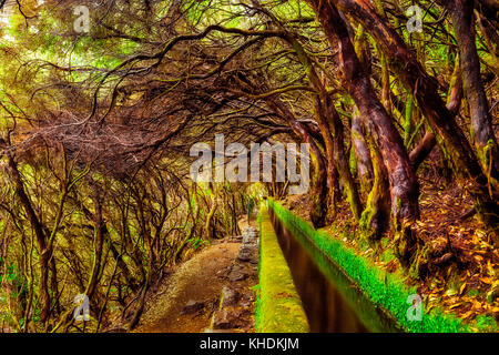Schönen Wald Trail in den Bergen, entlang der levada 25 Fontes e Risco, umgeben von Laurisilva. auf der Insel Madeira. Stockfoto