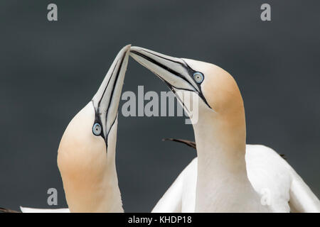 Gannett, Morus, Portrait in der Nähe beim Fliegen, während der umwerbung von den Klippen von troup Kopf in Schottland Stockfoto