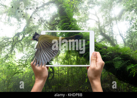 Weibliche Hände halten eine Tablette nehmen Crested finchbill auf schönen Regenwald Hintergrund, 3d-Konzept Stockfoto