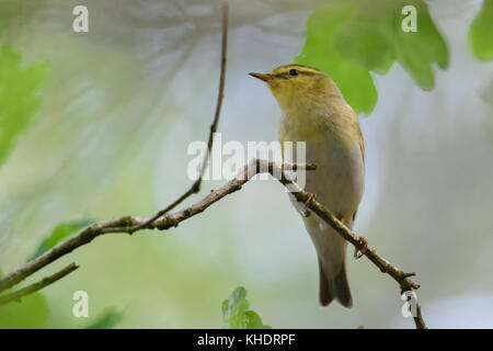 Waldwalder ( Phylloscopus sibilatrix ), Männchen in Zuchtkleidung, auf einem Zweig einer Eiche irgendwo im Wald thront, typische Ansicht, europäischer Vogel. Stockfoto