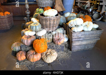 Auswahl verschiedener Kürbisse und Kürbisse zum Verkauf an Halloween in einem Gartencenter shop in Los Angeles, Kalifornien KATHY DEWITT Stockfoto