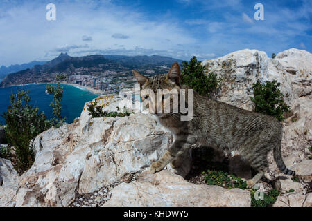 Alley Cat über Calpe Rock, Felis catus, Costa Blanca, Spanien Stockfoto