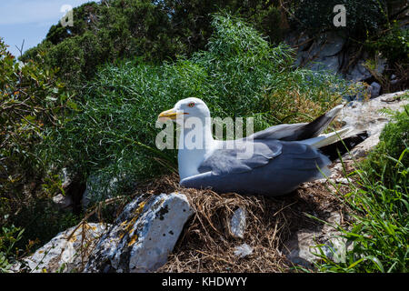 Seagull bebrüten die Eier über Calpe Rock, Larus michahellis, Costa Blanca, Spanien Stockfoto