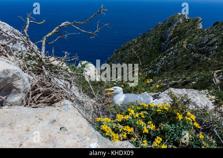 Möwe Eier brüten über Calpe rock, Larus michahellis, Costa Blanca, Spanien Stockfoto