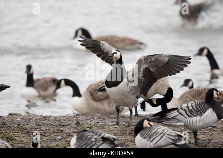 Nonnengänse, (branta leucopsis), Coed-y-dinas finden, Welshpool, Mid Wales Stockfoto