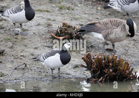 Nonnengänse, (branta leucopsis), Coed-y-dinas finden, Welshpool, Mid Wales Stockfoto