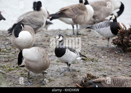 Nonnengänse, (branta leucopsis), Coed-y-dinas finden, Welshpool, Mid Wales Stockfoto