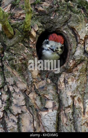 Größere / Buntspecht / buntspecht (Dendrocopos major), juvenile, Küken, die aus dem Nest hole, Europa. Stockfoto