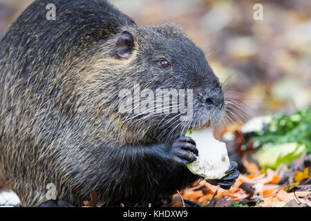 Nutrias Nutria (myocastor) im Naturschutzgebiet moenchbruch in der Nähe von Frankfurt, Deutschland. Stockfoto