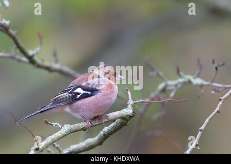 Gemeinsame Buchfink (Fringilla coelebs) sitzt auf einem Ast im Naturschutzgebiet moenchbruch in der Nähe von Frankfurt, Deutschland. Stockfoto