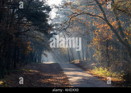 Herbstliche Stimmung im Nationalpark die Loonse en Drunense duinen in der niederländischen Provinz noord-Brabant Stockfoto