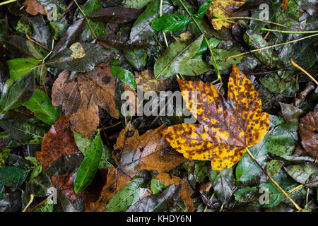 Nasse Blätter im Herbst in Grün, Braun, Rot und Gelb, mit großen Ahornblatt auf der rechten Seite, Österreich Stockfoto
